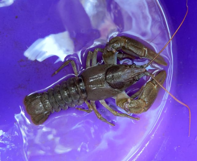 Plan to be developed to save endangered Crayfish in the Creedy! 
