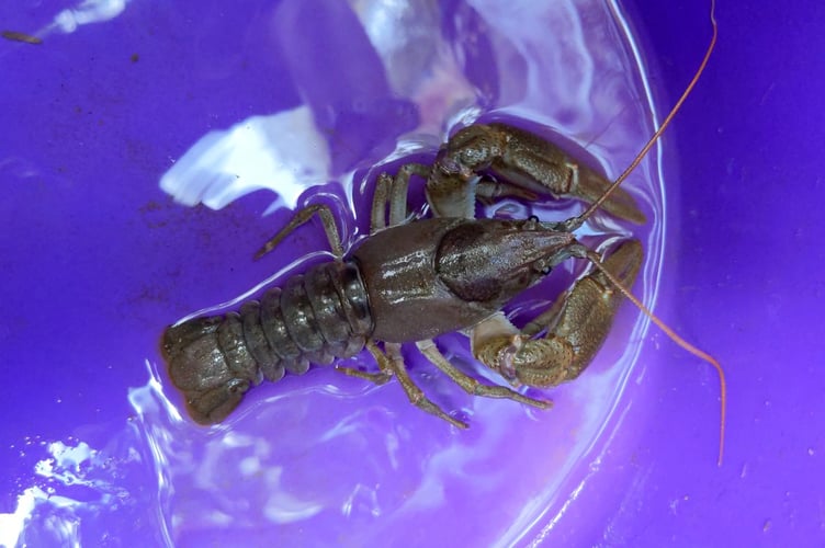 An image of a white-clawed crayfish taken from the Creedy.
