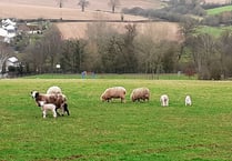 New members invited to join Crediton Walk and Talk

