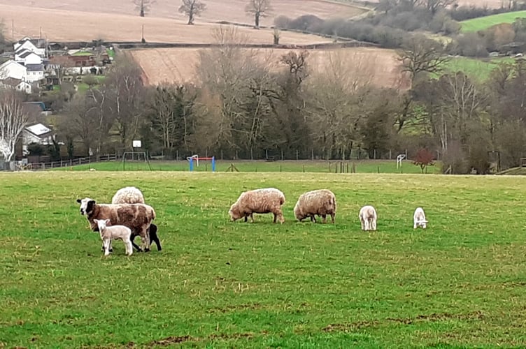 A sight to see during the February Crediton Walk and Talk near Shobrooke.
