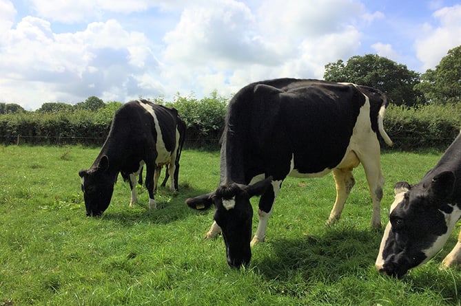 Dorset agritech cows.jpg