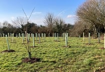 8 trees ‘disappeared’ from Crediton park after recent planting
