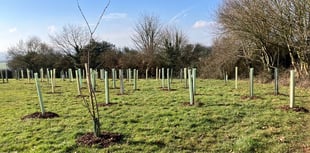 8 trees ‘disappeared’ from Crediton park after recent planting
