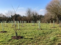 8 trees ‘disappeared’ from Crediton park after recent planting
