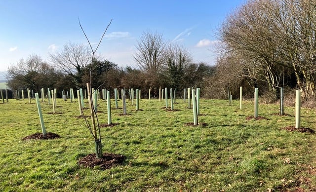 The collection of trees planted during the February half-term.
