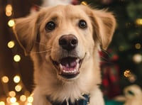 Pet owners cutting back on weekly food shop to afford pet’s care
