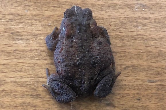 toad hopped in to Crediton library