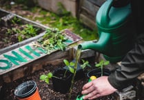 Spending time in the garden benefits mental health
