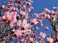 National Trust launches its annual blossom campaign