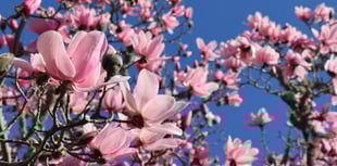 National Trust launches its annual blossom campaign