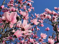 National Trust launches its annual blossom campaign
