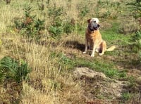 Limited support for dog exercise field