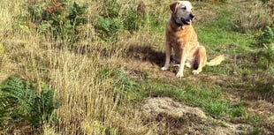 Limited support for dog exercise field