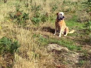 Limited support for dog exercise field