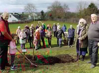 An English oak planted at Lapford as part of the Queen’s Green Canopy
