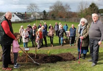 An English oak planted at Lapford as part of the Queen’s Green Canopy
