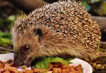 Hedgehog Friendly Football season kicks off
