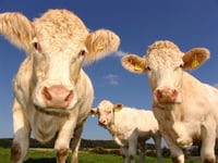 Staying safe around cattle this Easter
