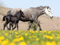 Campaigners welcome 'reprieve' for Dartmoor ponies