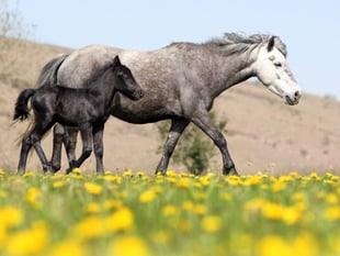 Campaigners welcome 'reprieve' for Dartmoor ponies