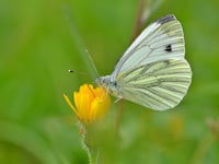 Hot dry summer impacts UK butterfly populations
