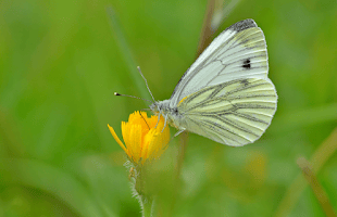 Hot dry summer impacts UK butterfly populations

