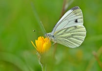 Hot dry summer impacts UK butterfly populations
