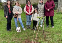 Ukrainian Kalina planted in Crediton park 
