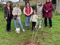Ukrainian Kalina planted in Crediton park 
