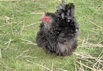Woman left distraught after pet hen stolen from her garden
