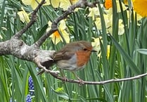 An inquisitive Robin pays a visit to a Crediton garden
