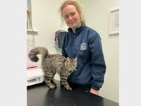 Life-saving op for kitten that spun a dangerous yarn
