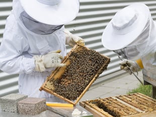 Beekeeping training courses at Whiddon Down
