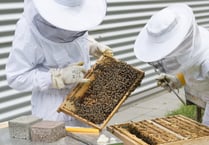 Beekeeping training courses at Whiddon Down

