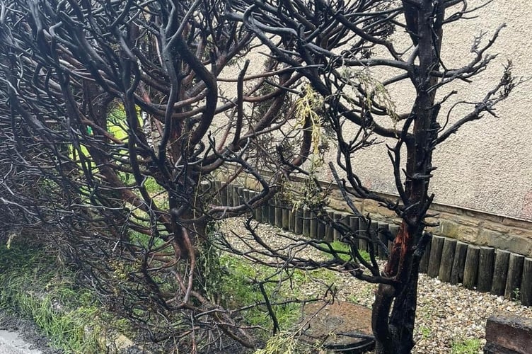 An area of the hedge which was destroyed in the fire at a property in Tedburn St Mary.
