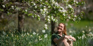 National Trust in South West invites public to celebrate spring