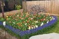 Crediton couple have the most colourful garden in town
