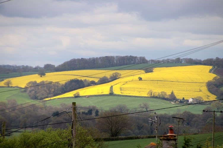 Bright yellow flowering rapeseed fields pictured near Coldridge in Mid Devon. AQ 0461