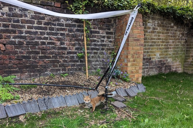 fox netting