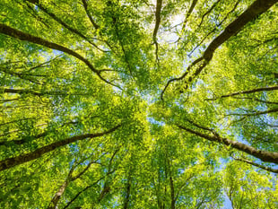Have Your Say on how the region adapts to climate change

