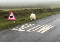 Be alert to heightened risk of sheep attacks during summer holidays