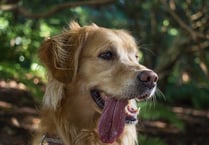 Dogs Trust issues warm weather guidance as summer temperatures rise 
