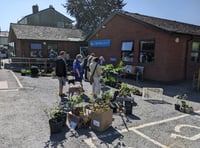 Many plants sold at Crediton Garden Club plant sale
