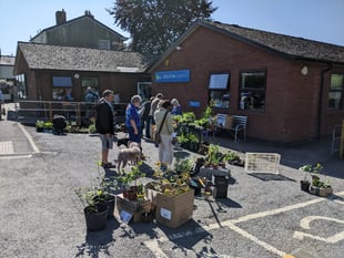 Many plants sold at Crediton Garden Club plant sale
