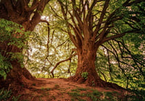 40 per cent of major new road schemes in England impact ancient woods
