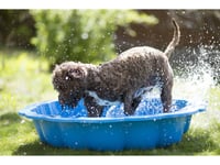 Summer dangers that could put your pet at risk 
