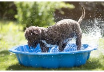Summer dangers that could put your pet at risk 
