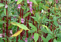 Volunteers needed for annual Himalayan Balsam clearance