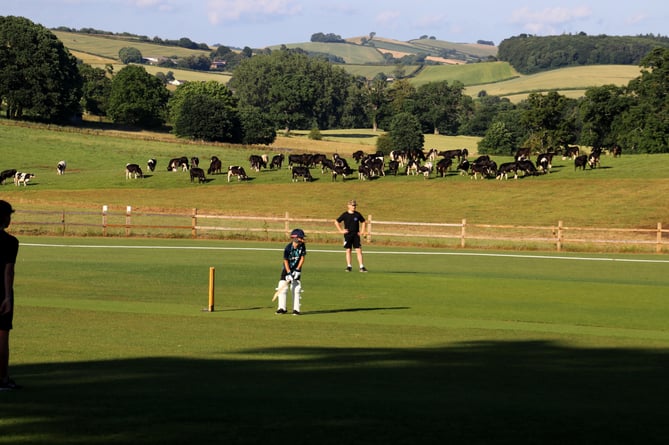 Cricket underway on the new second pitch at Sandford Cricket Club, cattle watching on. AQ 1413