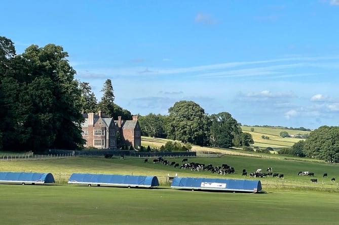 Cricket covers and cattle at Sandford Cricket Club.  AQ 1564